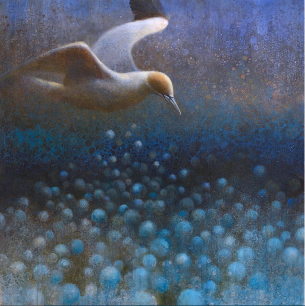 Gannet<br>
oil on linen<br>
51 x 51 inches