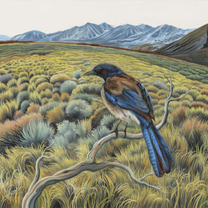 Carson Valley Scrub Jay, oil on linen, 18 x 20 inches